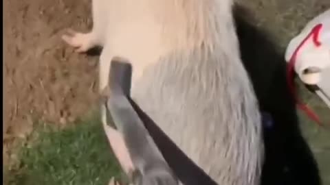 Mother pig enjoys a massage from her master