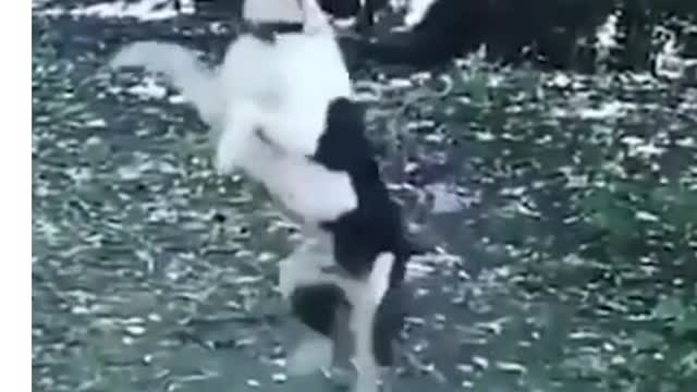 Funny Dog I Cute Animals I Train your dog