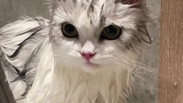 Cats take a shower