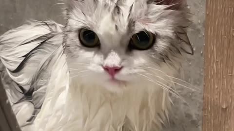 Cats take a shower