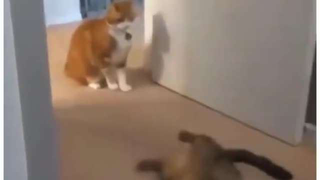 Dramatic cat 😂
