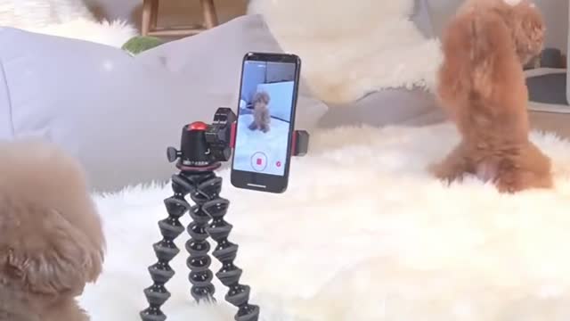 two cute dogs make their own tiktok video