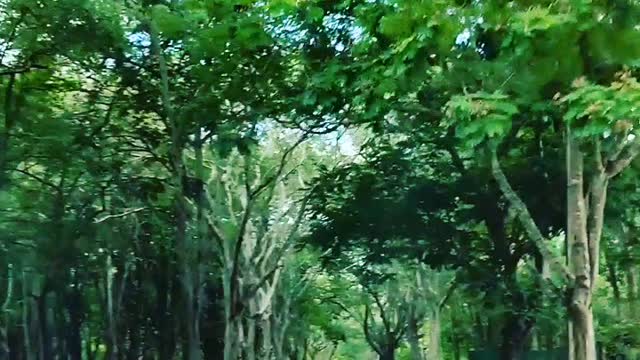 Through the green nest
