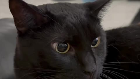 Adopting a Cat from a Shelter Vlog - Cute Precious Piper is Sometimes An Alert Lap Cat #shorts