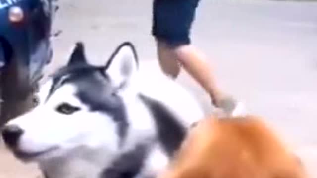 The husky dog ​​only dares to bark when its owner is around, is your dog like that??