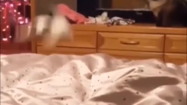 Funny cat