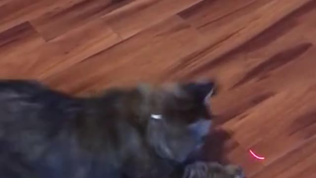 Cat Vs Laser Pointer 🐈 😂 - Funny Animal Reaction Videos #shorts