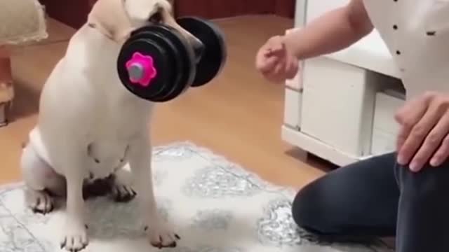 OMG so cute and funny cats dogs shorts very satisfying video