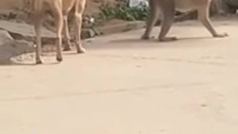 Monkey's 🍑 too phat even the dog couldn't resist