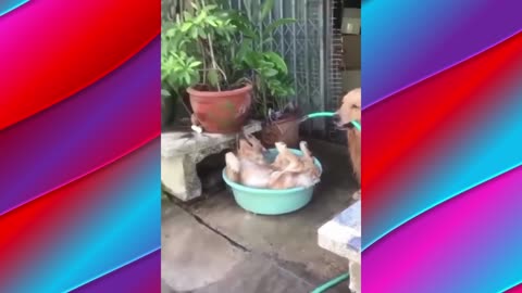 A Dog Is Resting In The Tub And The Other Dog Pours Water