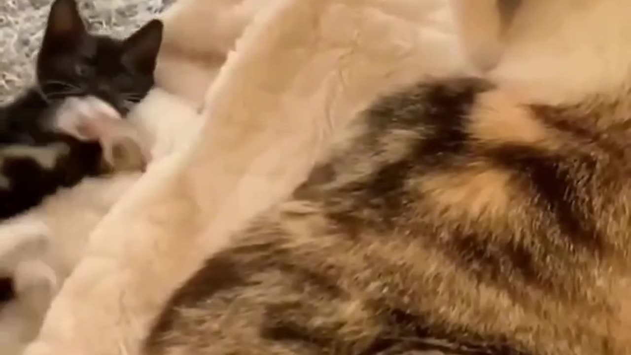 Funny video || 🐱cat and 🐶dog ||funny 2024