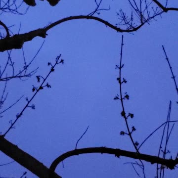 Birds Singing in Great Falls Montana