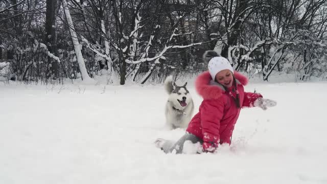 husky dog