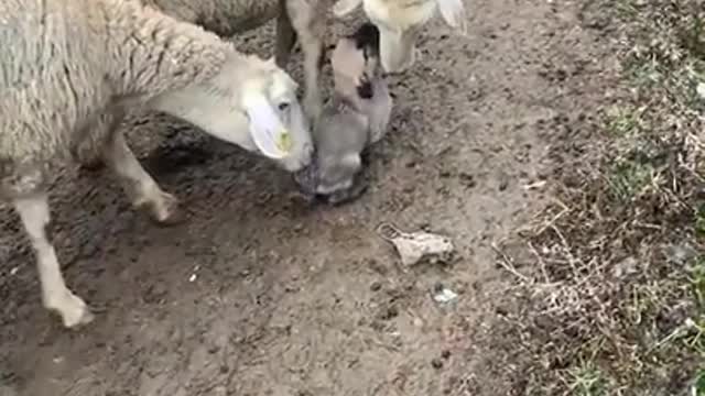 Training of an Anatolian Shepherd puppy in the role of a slaughterhouse dog