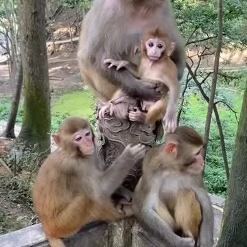 Funny monkey playing with baby