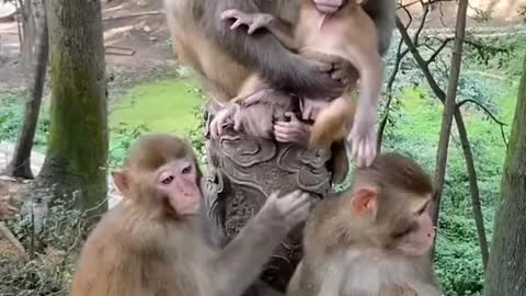 Funny monkey playing with baby