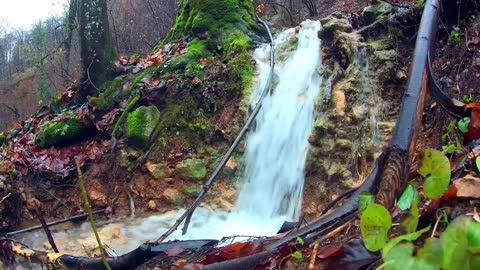 Best Nature video | Waterfall Video | Birds Singing | Relaxing Sounds - Forest video