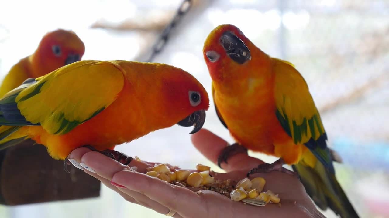 Hand Holding and Feeding Parrots - Animal Care Concept