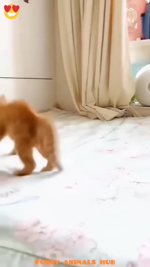 Funny & cute cats😍😍😍😍♥️♥️♥️