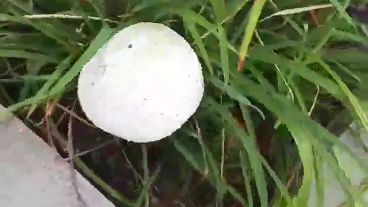 Biggo Mushroom