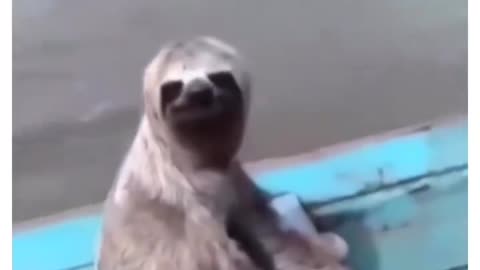 This video saves time and so does the sloth