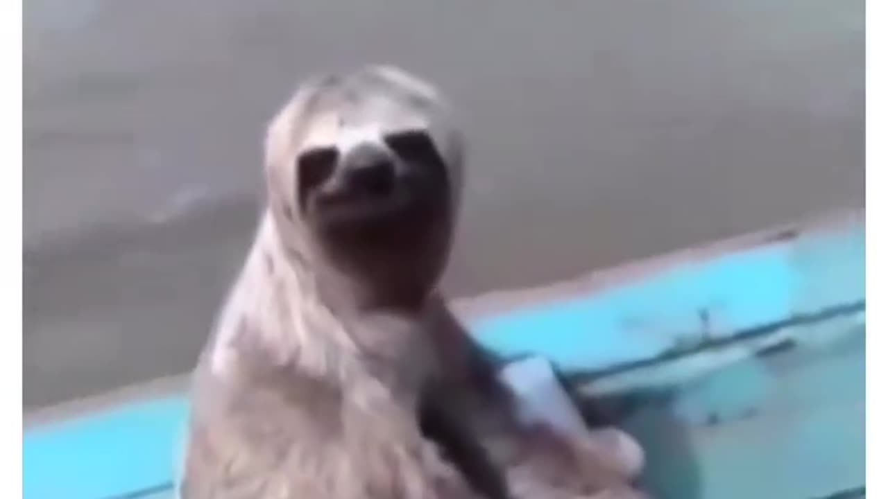 This video saves time and so does the sloth