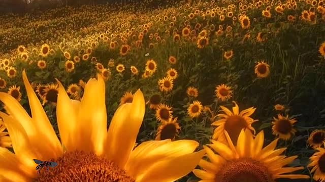 Sunflower has a very good flower language "no one else in sight, all around you"