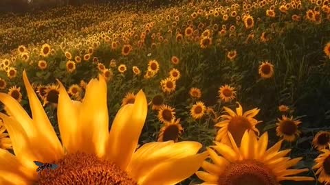 Sunflower has a very good flower language "no one else in sight, all around you"