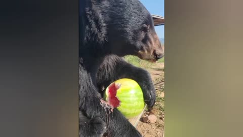 Black bear makes a mess with his lunch