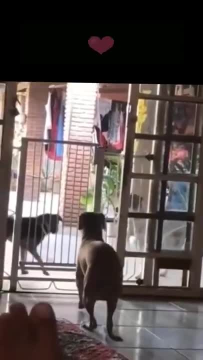 THE FUNNIEST ANIMALS - #funny #animals #pet #shorts