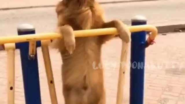 FUNNY DOGS DANCE 🤣🐶 #Shorts