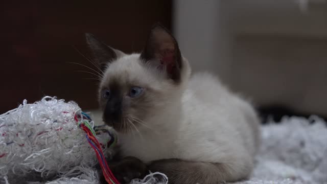 The Kitten Beauty Queen has beautiful blue eyes