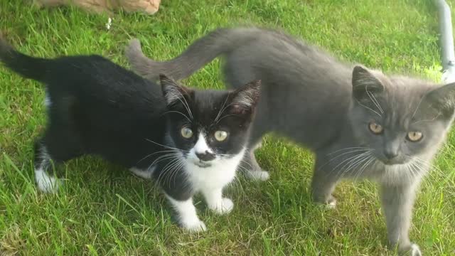 Cat 🐈 playing in the garden funny cats 🐈 video