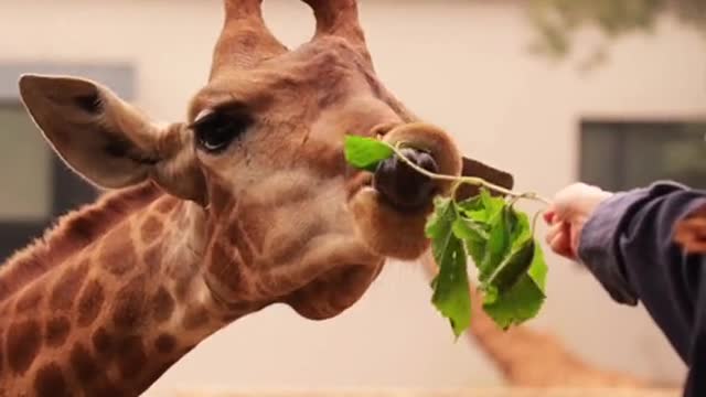 The giraffe