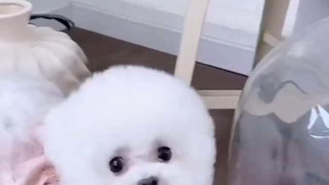 Funny Cat And Dog