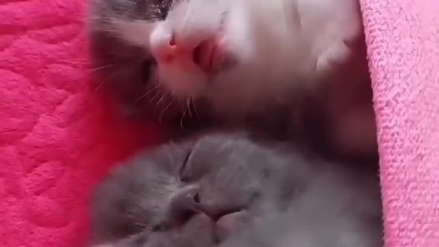 Cute kittens sleeping