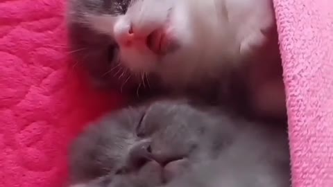 Cute kittens sleeping