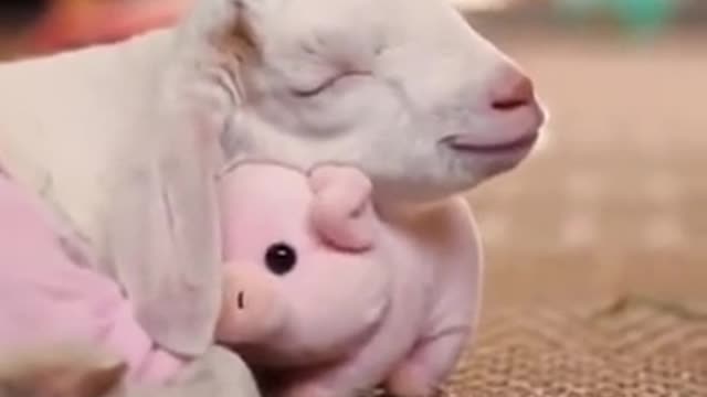 Goat Cuddling His Piggy Toy