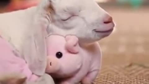 Goat Cuddling His Piggy Toy