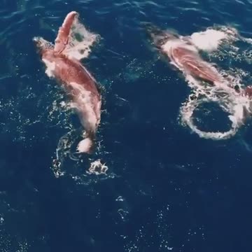 Meet the pink whales