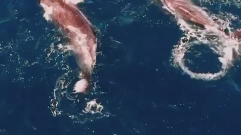 Meet the pink whales