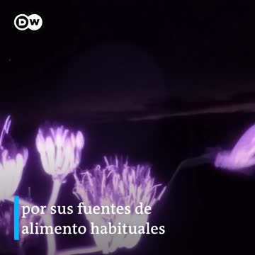 está cambiando el aroma de las flores