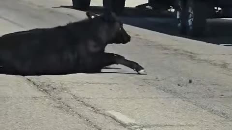 Cows fell out on the road