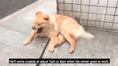 faithful and loyal dog
