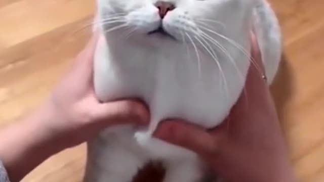 OMG So Cute ♥ Best Funny Cat Videos Part 3