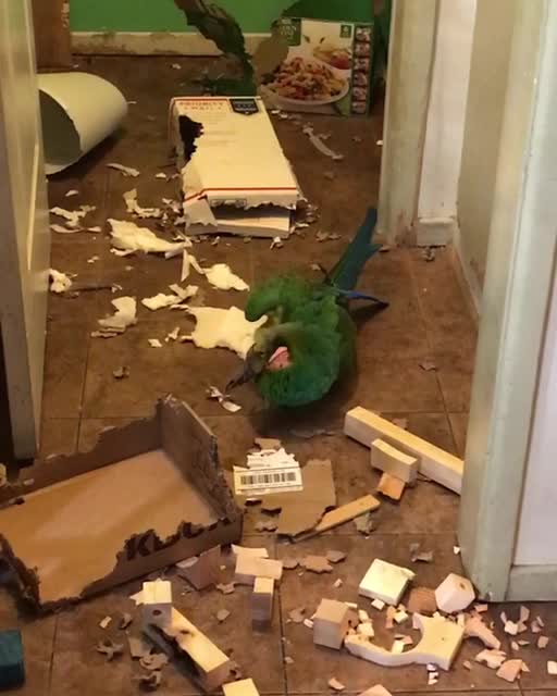Sam the macaw makes giant mess