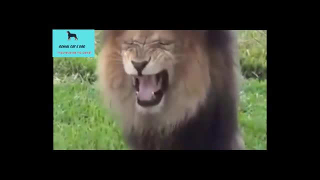 fake lion prank and fake tiger prank