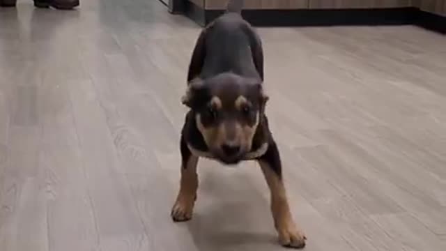 Happy Dog Dance cutest