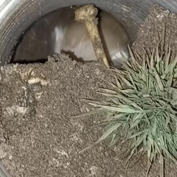 Ferret digging part 2 ...from the other end!!