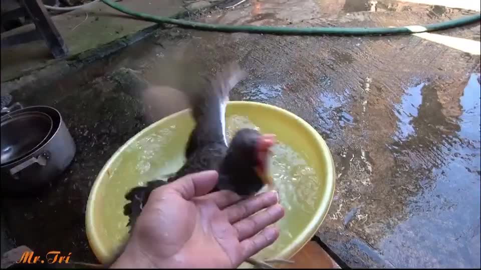 Precious birds in Vietnam